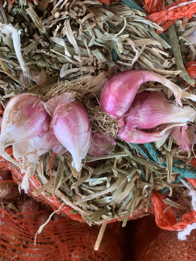 香葱红葱头基地直发实地看货