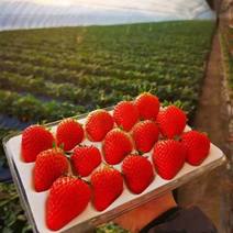 九九草莓20-30克