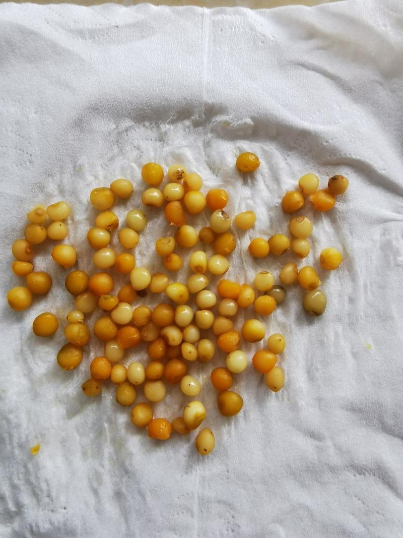 黄精籽，多花姜型不倒苗，高产品种，产地直供，可视频看货