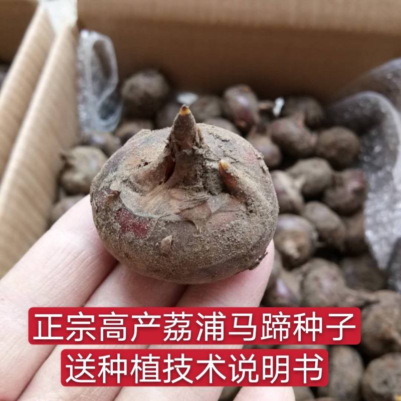 荸荠种荔浦马蹄种子桂蹄三号口感脆甜化渣