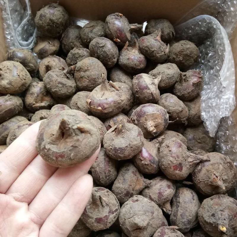 荸荠种荔浦马蹄种子桂蹄三号口感脆甜化渣