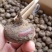 荸荠种荔浦马蹄种子桂蹄三号口感脆甜化渣