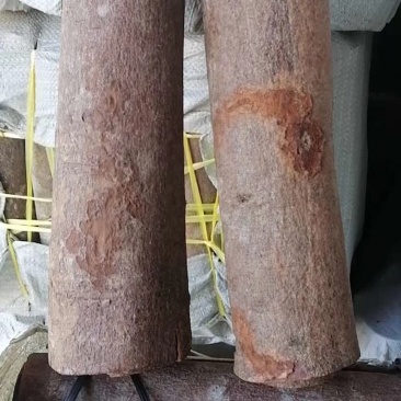 广西产地，一手货源，全年货源充足，欢迎进店联系