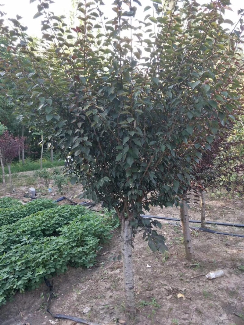榆叶梅，美人梅，珍珠梅，红梅，绿梅，垂枝梅，腊梅