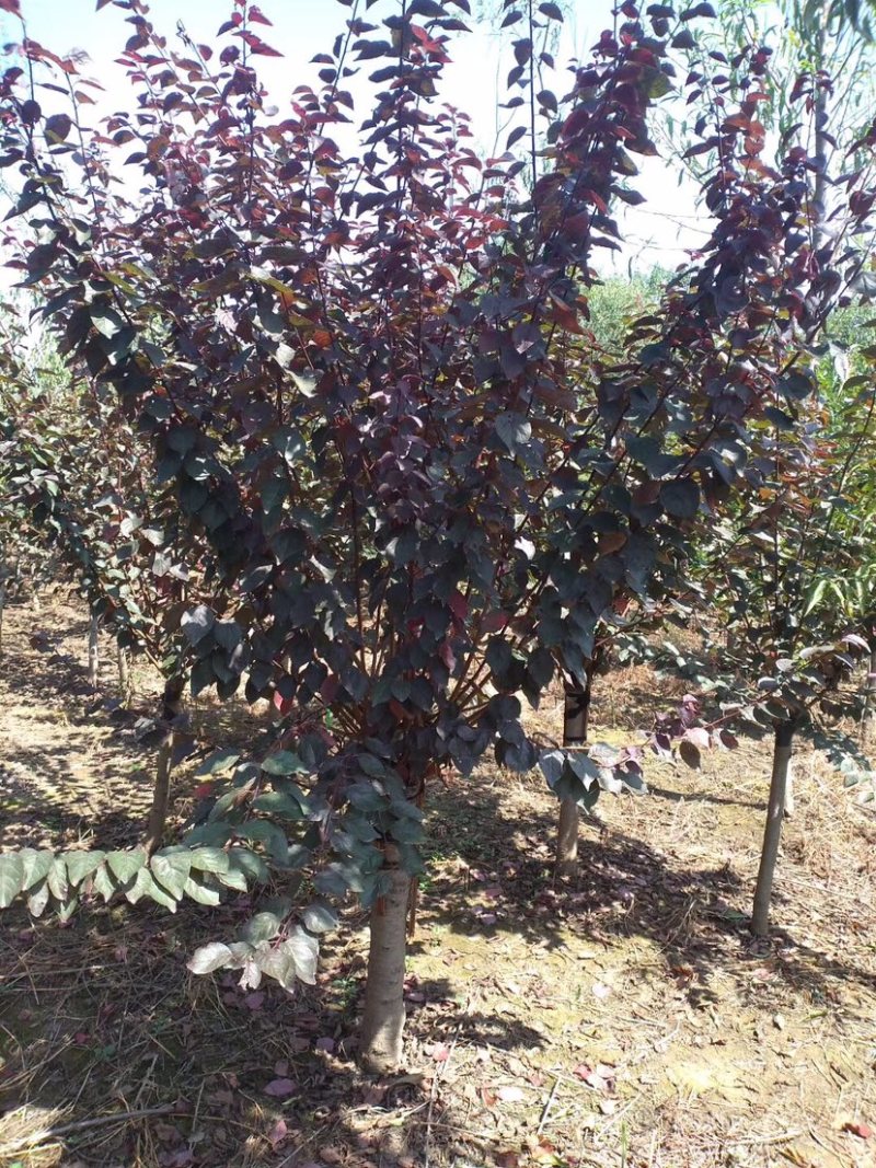 榆叶梅，美人梅，珍珠梅，红梅，绿梅，垂枝梅，腊梅