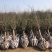 榆叶梅,美人梅,珍珠梅,红梅,绿梅,垂枝梅,腊梅