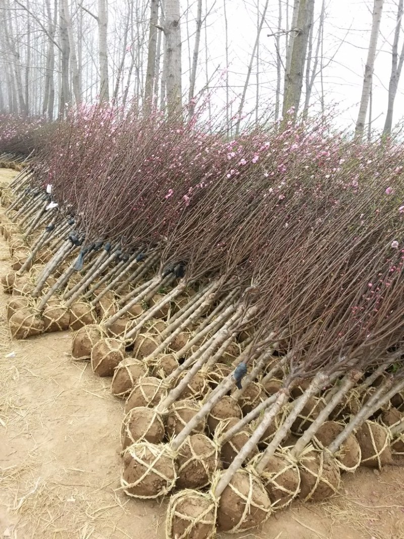 榆叶梅，美人梅，珍珠梅，红梅，绿梅，垂枝梅，腊梅