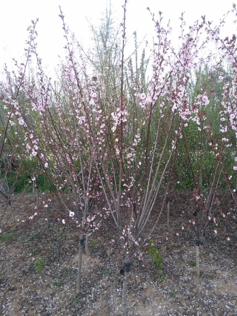 榆叶梅，美人梅，珍珠梅，红梅，绿梅，垂枝梅，腊梅