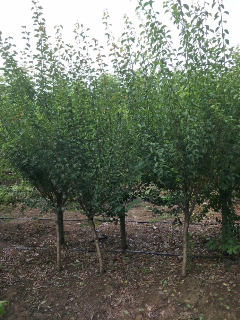 榆叶梅，美人梅，珍珠梅，红梅，绿梅，垂枝梅，腊梅