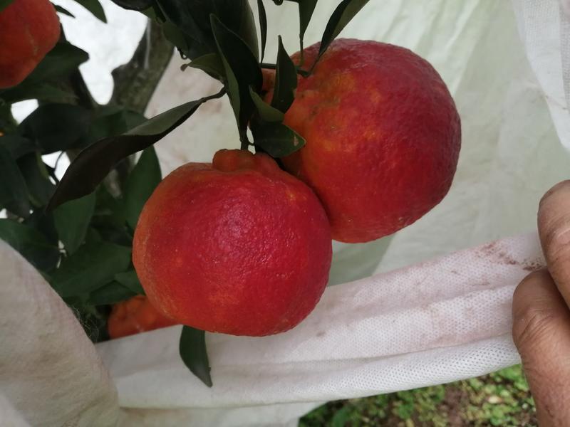 媛红椪柑枝条（需要这款新品种枝条的联系我）