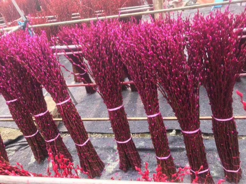 基地批发七彩银柳60-1.5米大量有货
