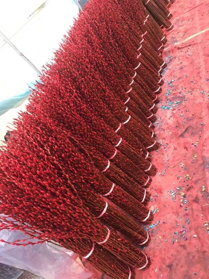 基地批发七彩银柳60-1.5米大量有货