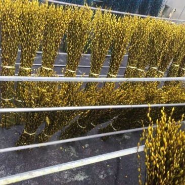 基地批发七彩银柳60-1.5米大量有货