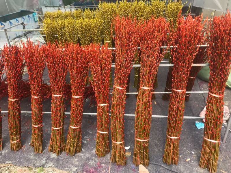 基地批发七彩银柳60-1.5米大量有货