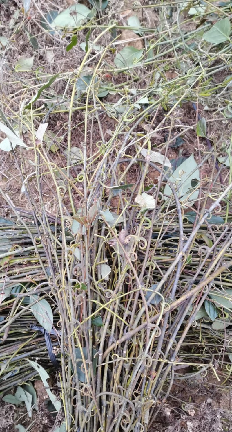 野生钩藤茶贵州大山里头土生土长的待嫁