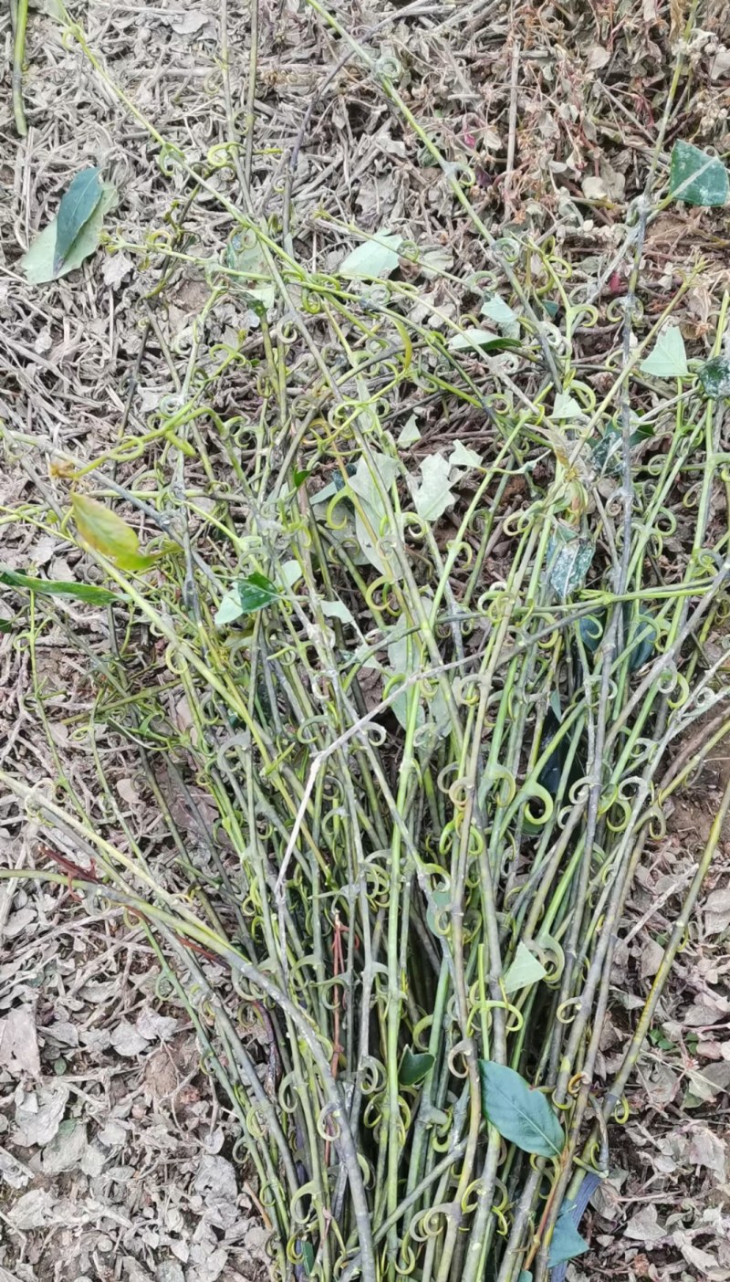 野生钩藤茶贵州大山里头土生土长的待嫁