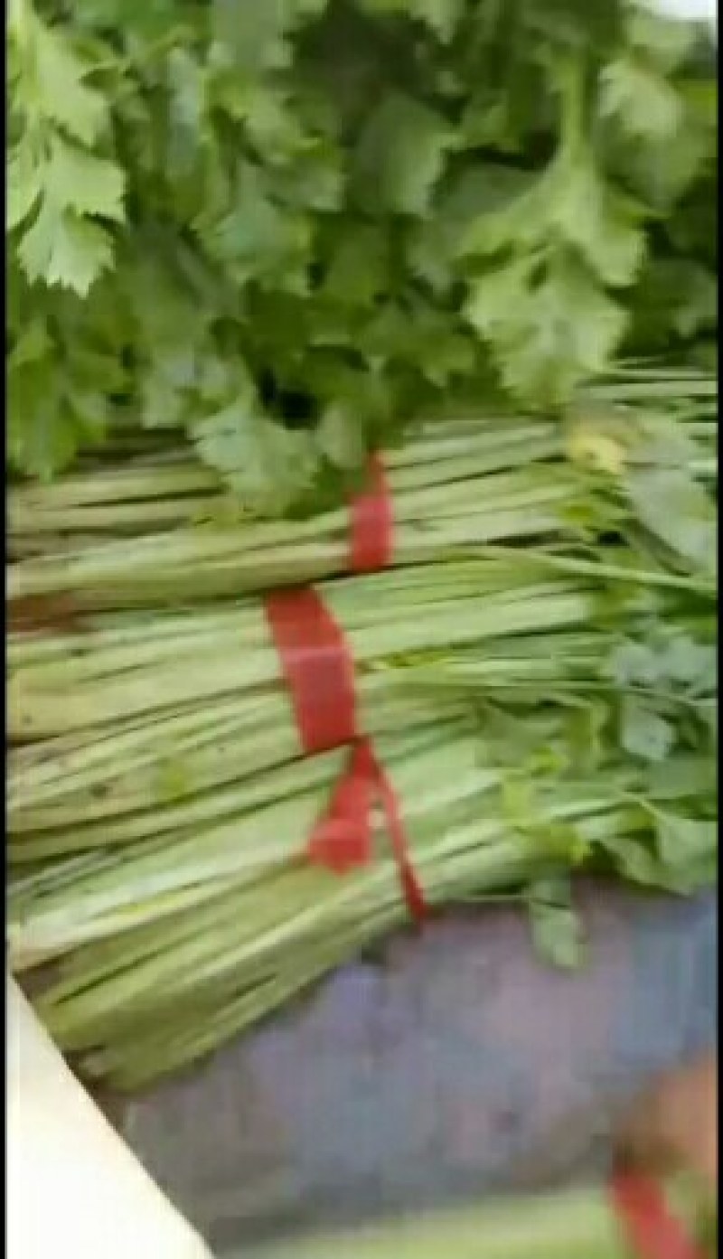 安丘精品法国皇后西芹现已大量市欢迎各位光临发财。