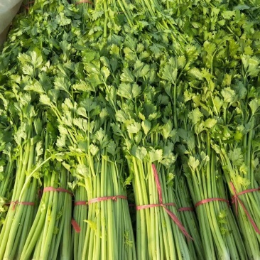 安丘精品法国皇后西芹现已大量市欢迎各位光临发财。