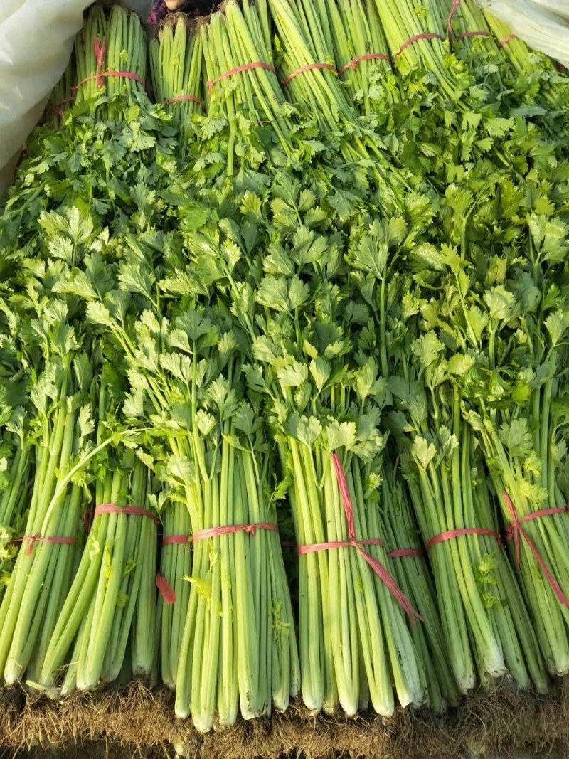 安丘精品法国皇后西芹现已大量市欢迎各位光临发财。