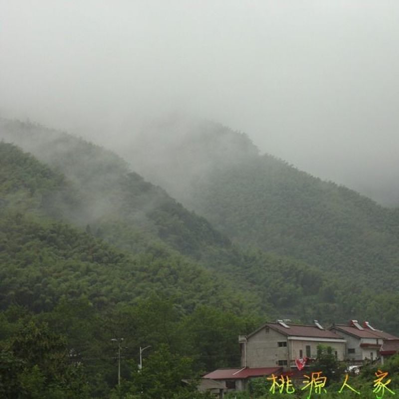 白茅根包邮白茅根干新货中药材甜草根白毛根