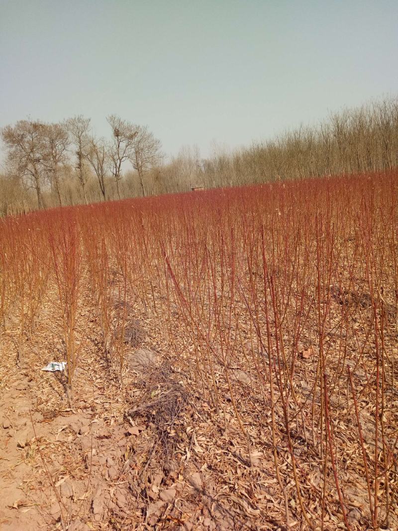【山东桃树苗】占地桃树基地直发量大从优可视频看货欢迎来电洽谈