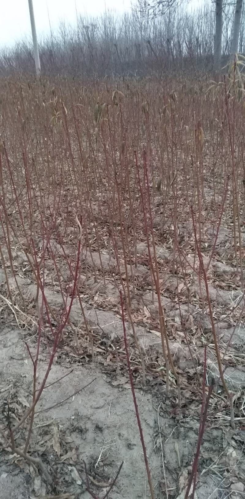 【山东桃树苗】占地桃树基地直发量大从优可视频看货欢迎来电洽谈