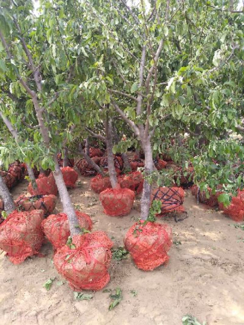 香花槐，山东聊城冠县大量出售绿化树，香花槐，