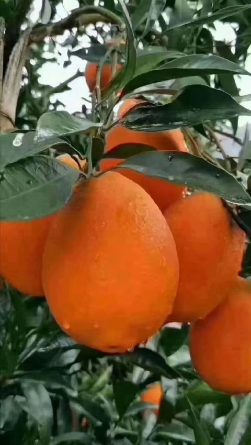 秭归脐橙果大肉厚脆甜多汁果园看货保质保量欢迎定购
