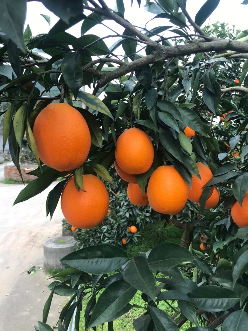 秭归脐橙果大肉厚脆甜多汁果园看货保质保量欢迎定购