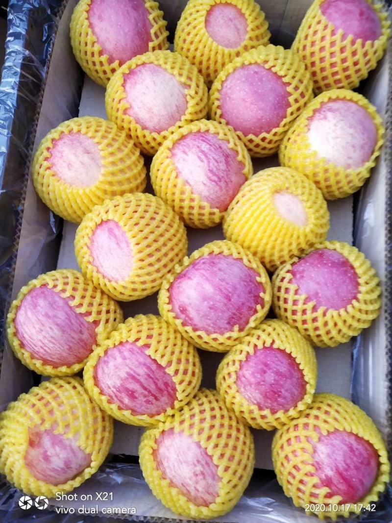 甘肃庆阳宁县红富士苹果