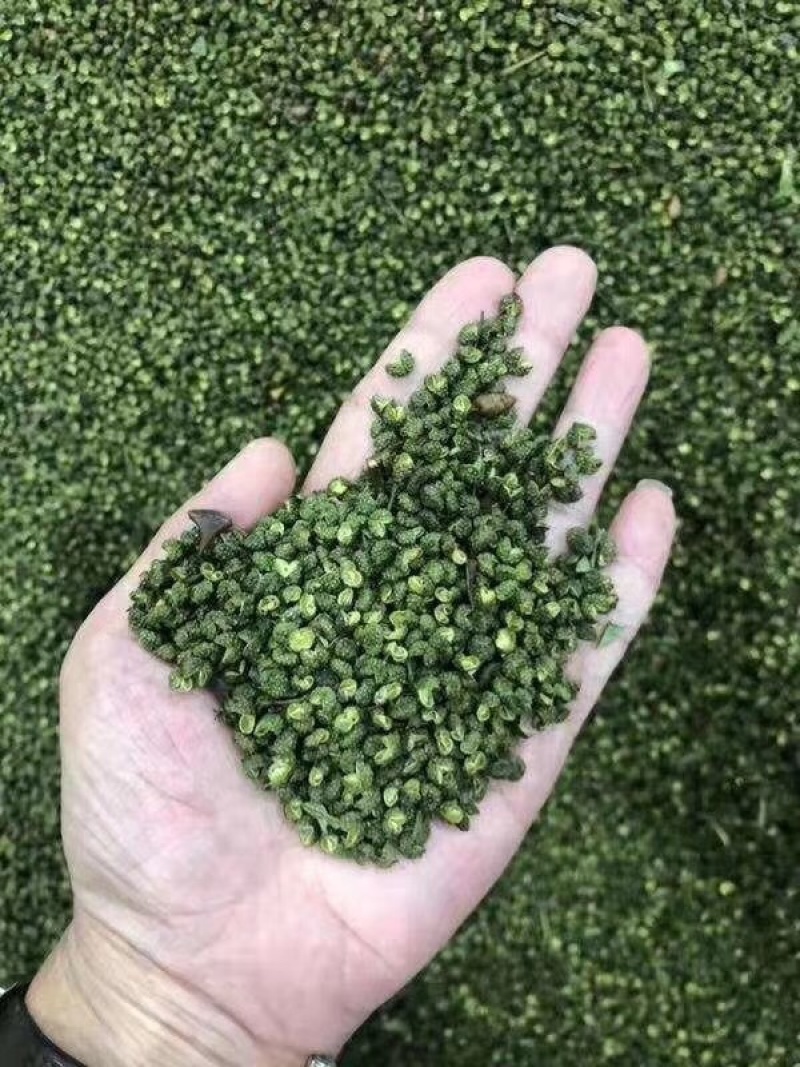 藤椒苗，花椒苗，嫁接无刺藤椒营养杯苗，丹棱正中藤椒苗