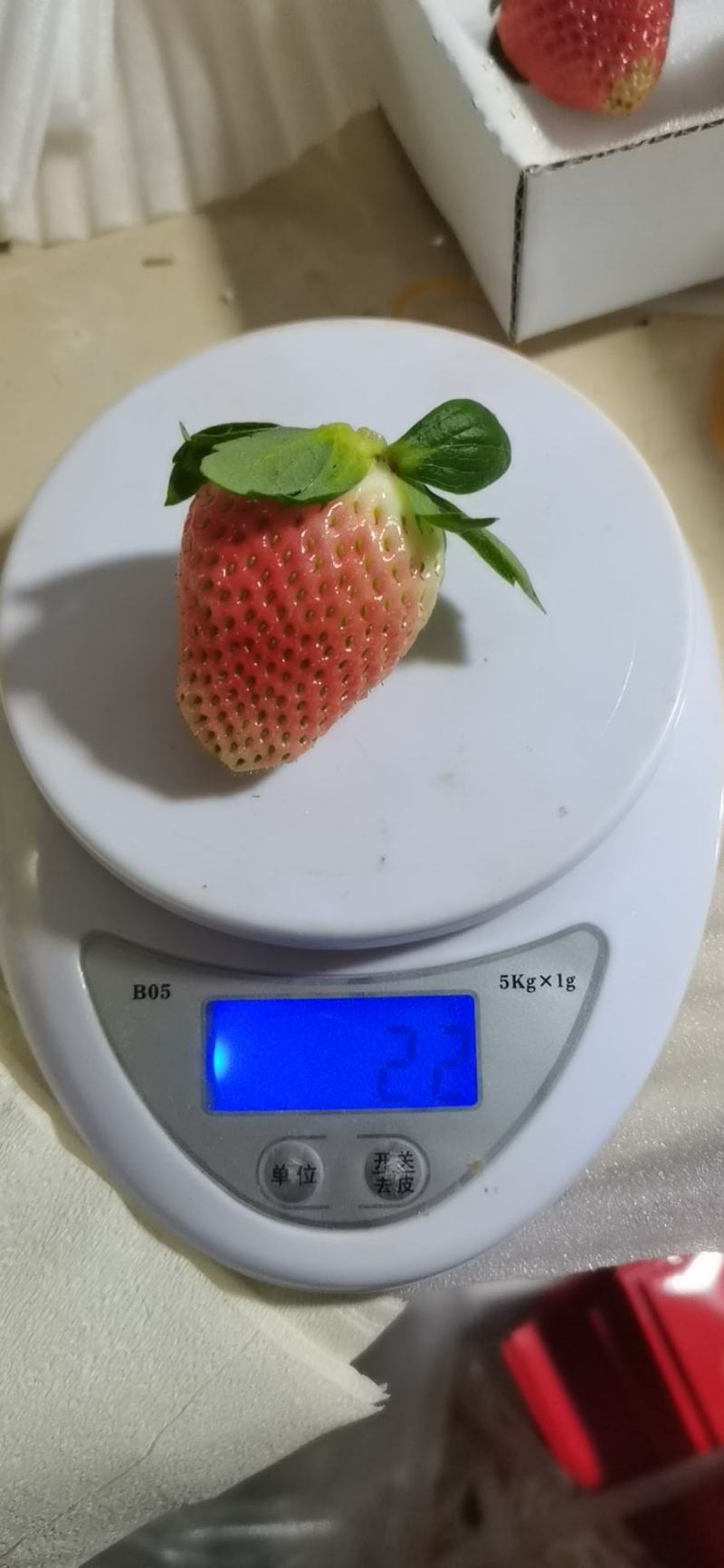 冬草莓，奶油草莓大量上市