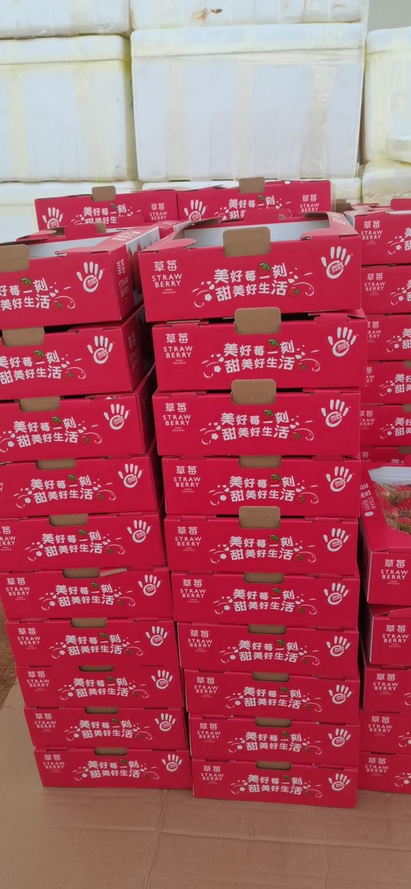 冬草莓，奶油草莓大量上市