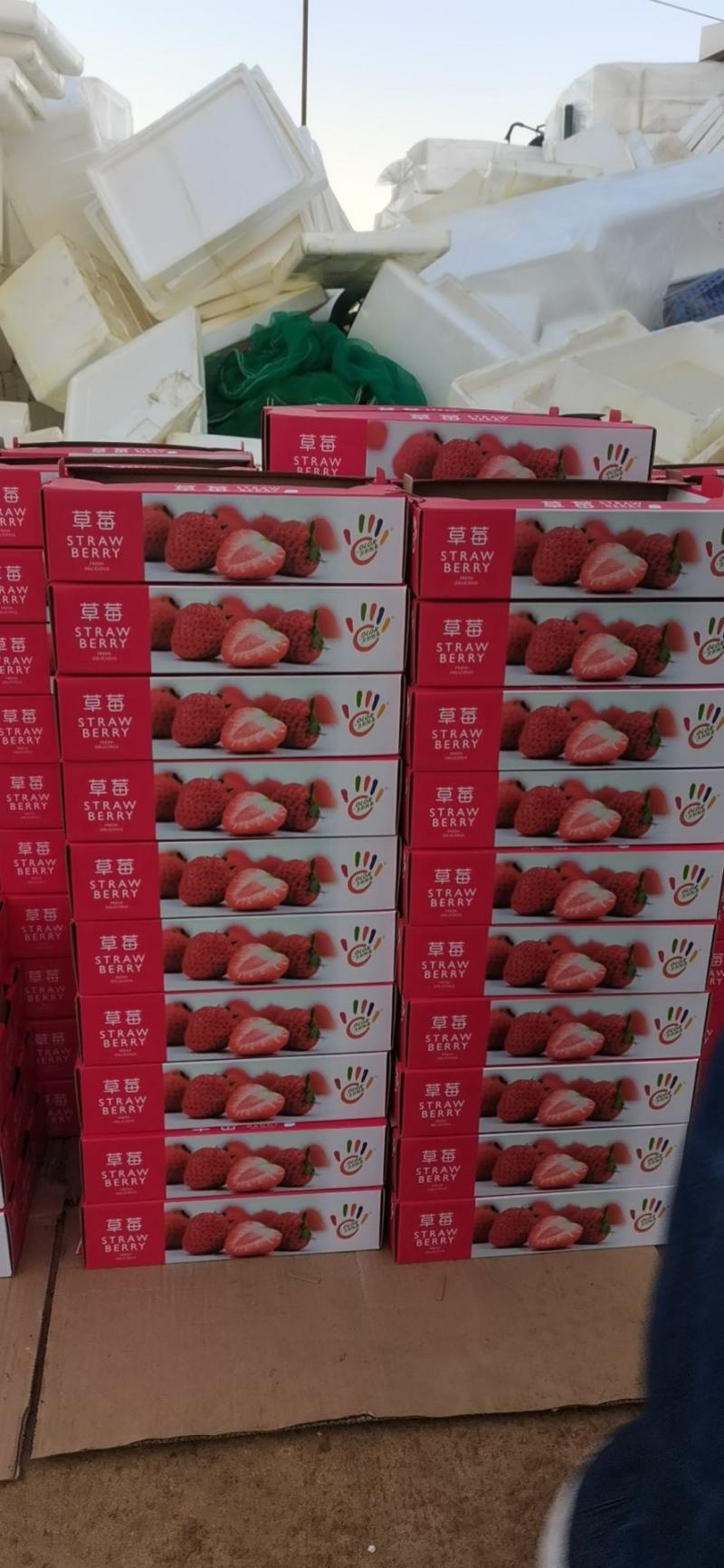 冬草莓，奶油草莓大量上市