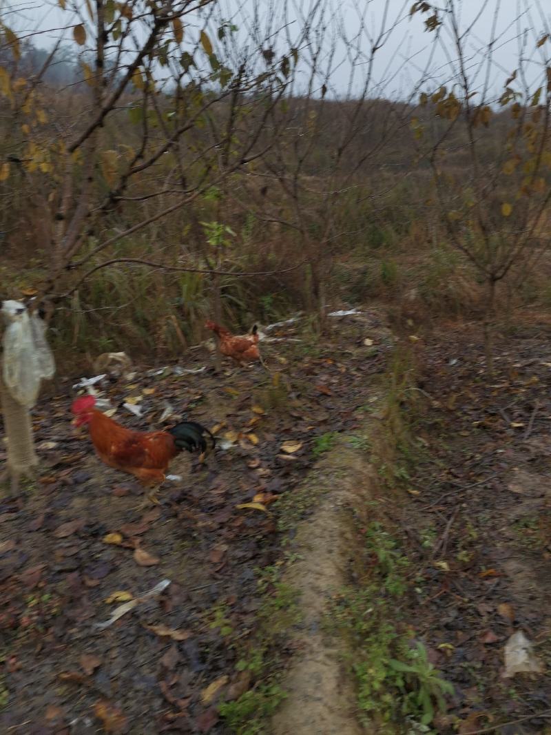 野生放养水果虫草土鸡蛋
