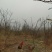 野生放养水果虫草土鸡蛋