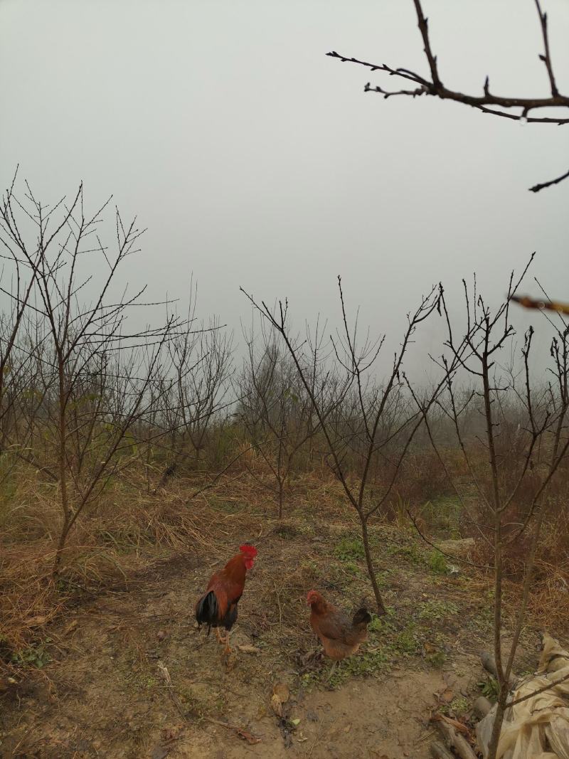 野生放养水果虫草土鸡蛋