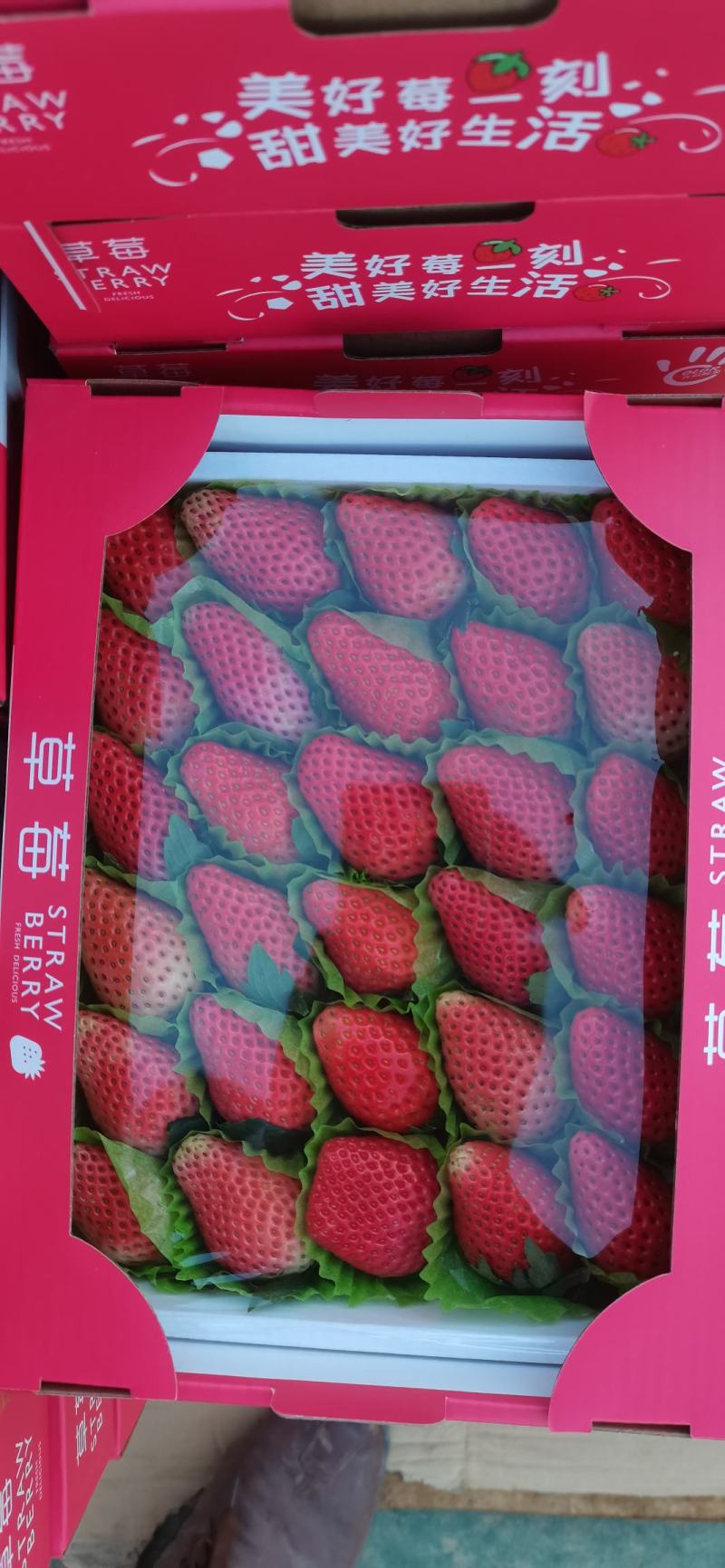 冬草莓，奶油草莓大量上市