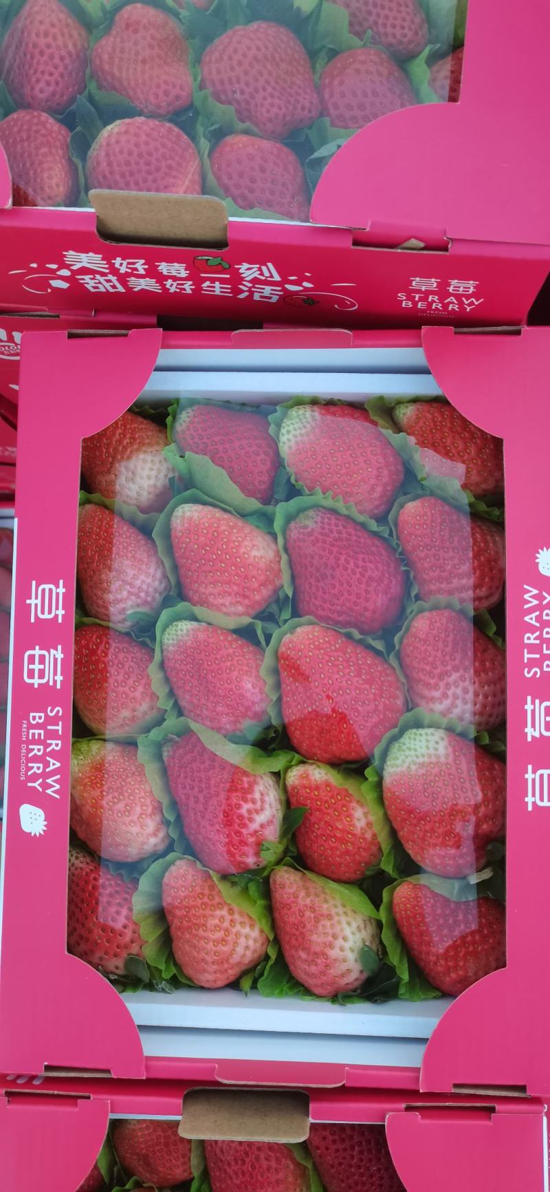 冬草莓，奶油草莓大量上市