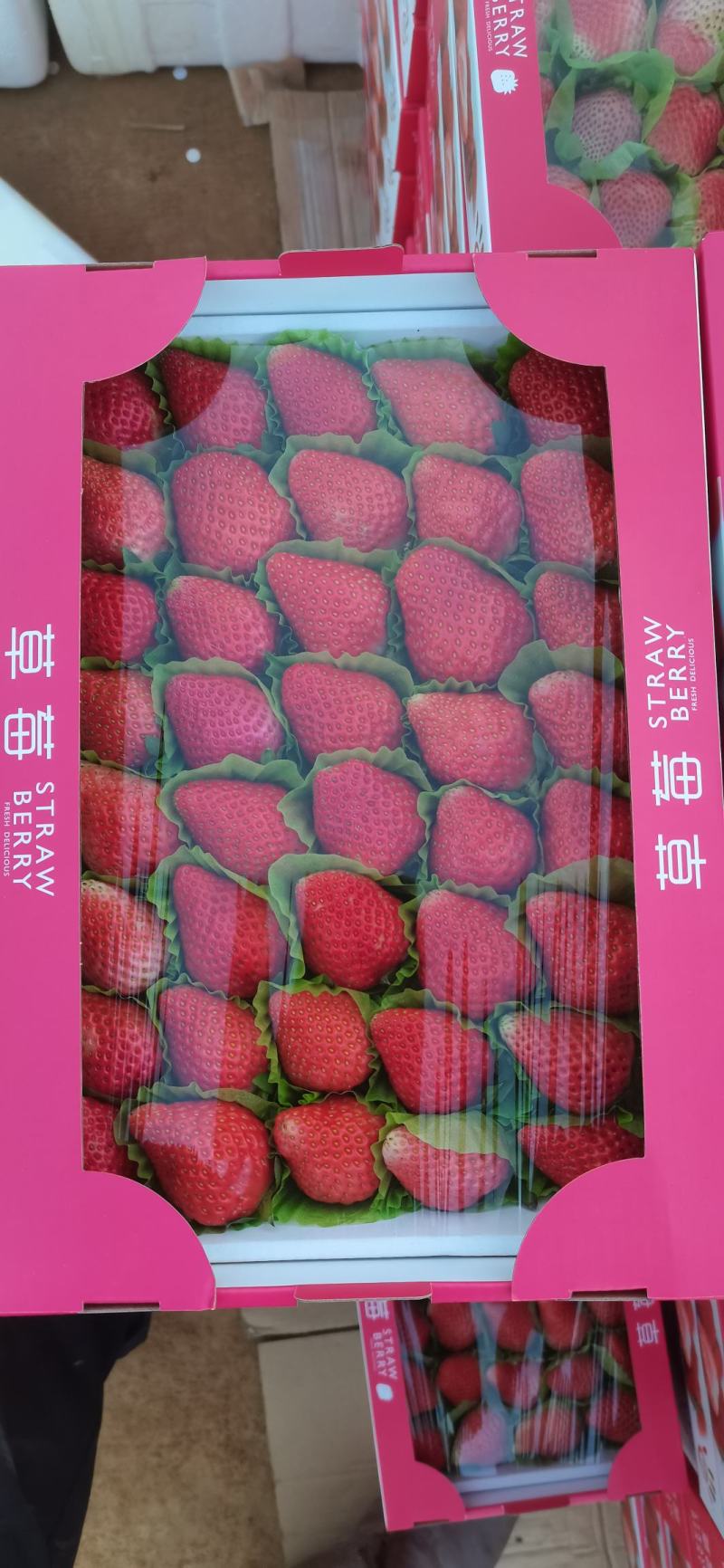冬草莓，奶油草莓大量上市