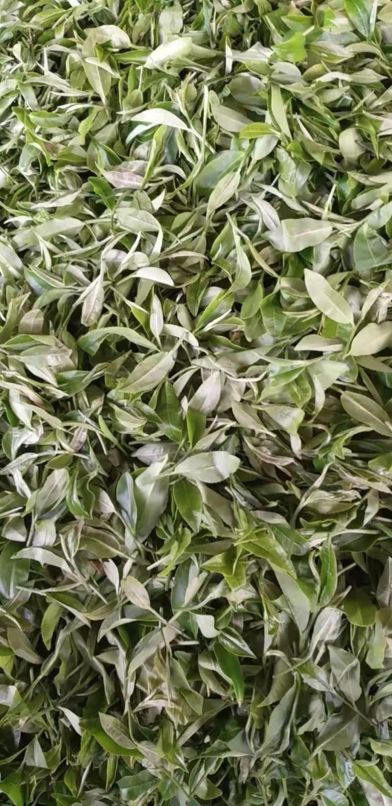 茶叶长寿县绿茶红茶散装礼盒装【一手货源】欢迎看货