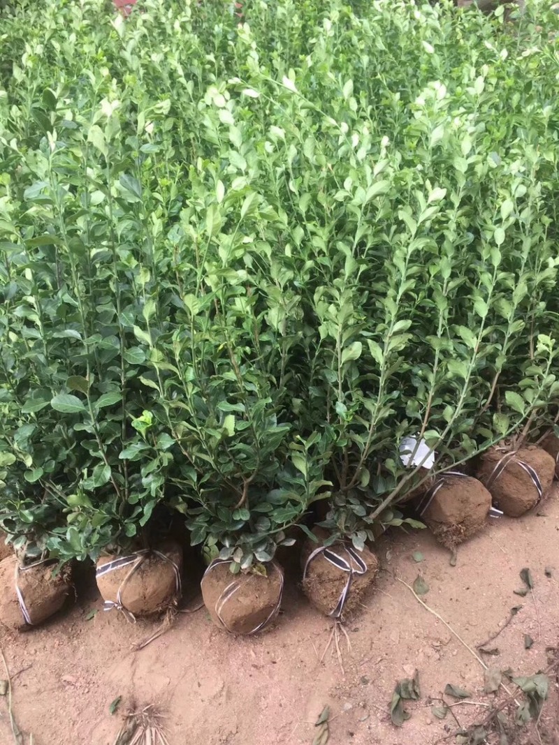 卫矛球，卫矛毛球，50卫矛球，60卫矛球，70卫矛球