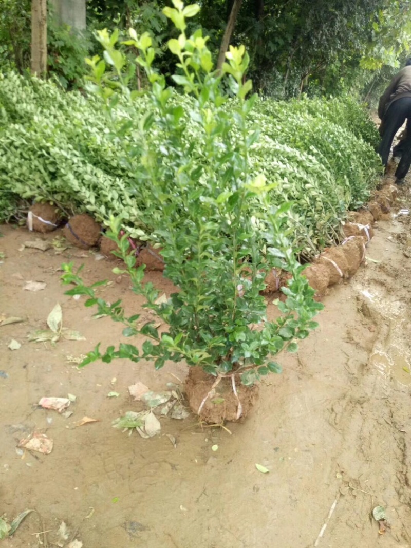卫矛球，卫矛毛球，50卫矛球，60卫矛球，70卫矛球