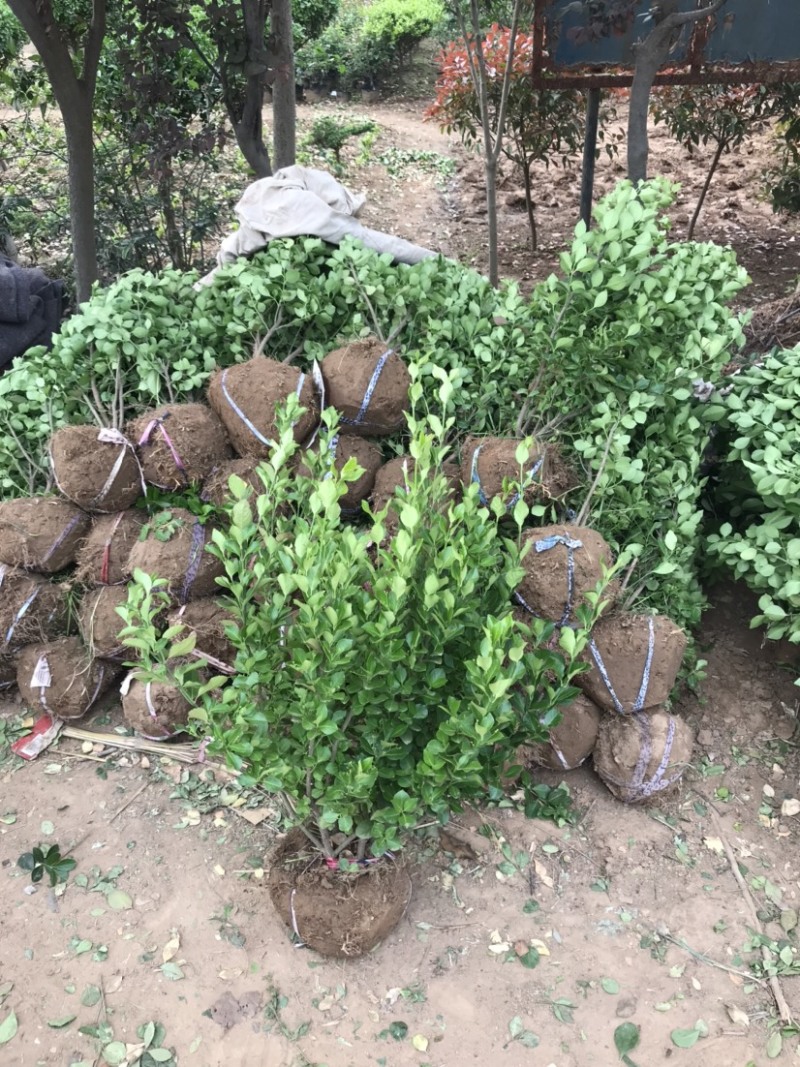 卫矛球，卫矛毛球，50卫矛球，60卫矛球，70卫矛球