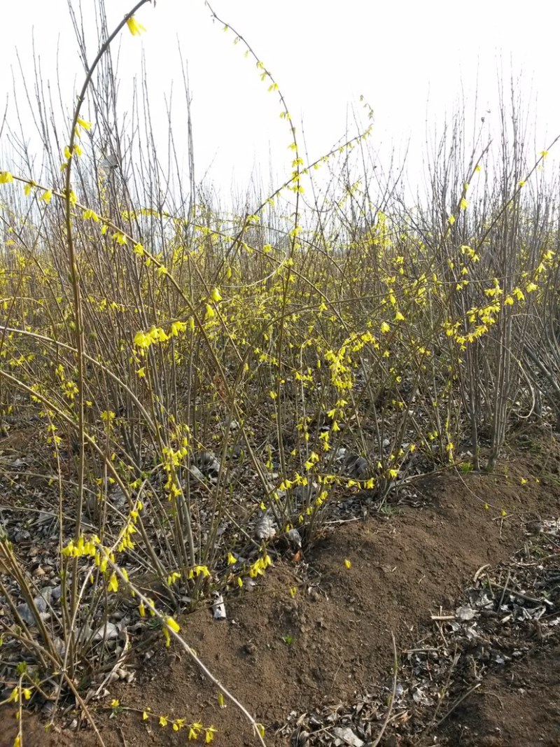 连翘，连翘球，连翘小苗，丛生连翘，1米连翘，连翘种植