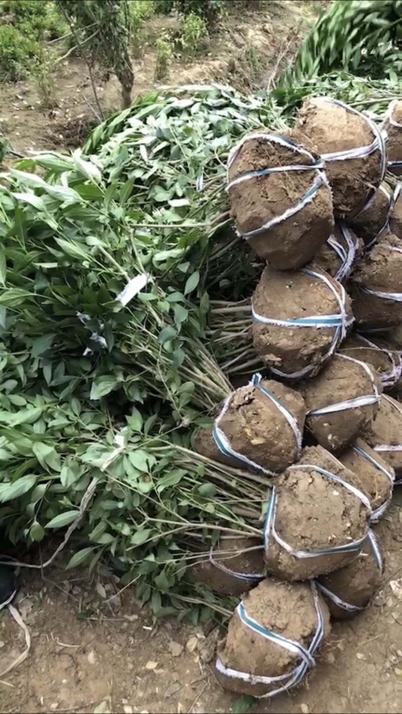 连翘，连翘球，连翘小苗，丛生连翘，1米连翘，连翘种植