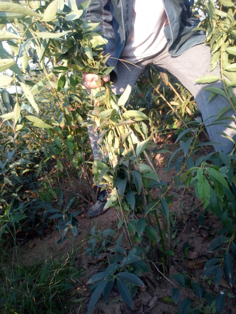 连翘，连翘球，连翘小苗，丛生连翘，1米连翘，连翘种植