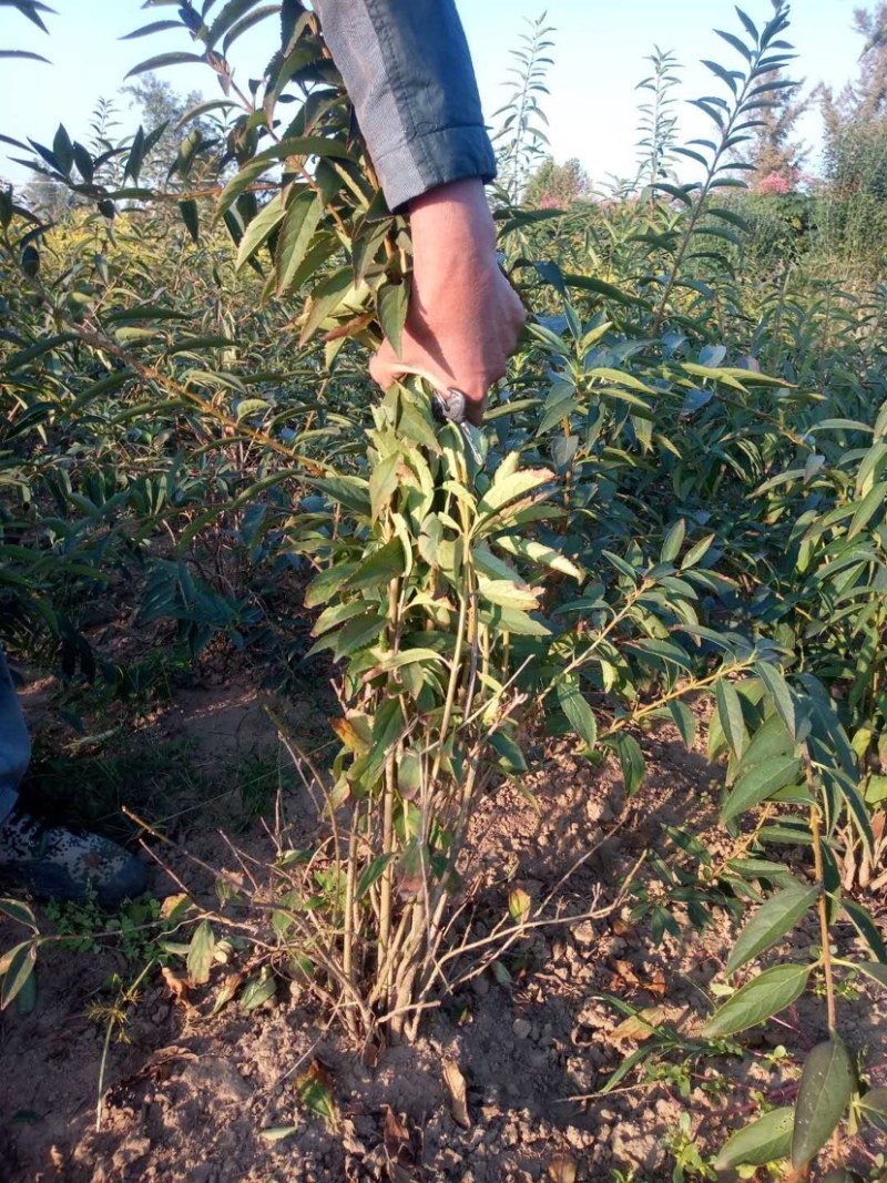 连翘，连翘球，连翘小苗，丛生连翘，1米连翘，连翘种植