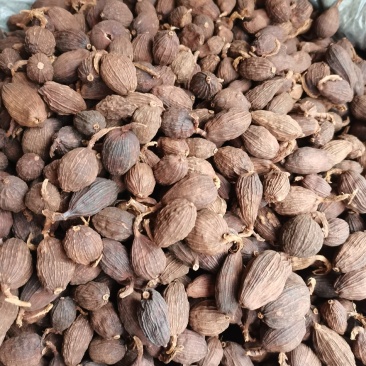 草果草果枝草果把子各种香辛料大全批发