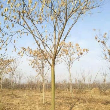 长期供应10----30公分合欢树基地直供，货源充足
